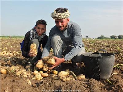 حصاد 10 آلاف فدان بطاطس بالقليوبية