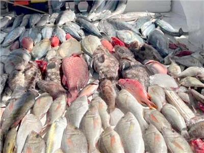 بالتزامن مع قرار منع الصيد.. بدء حظر تداول أسماك البحر الأحمر بالأسواق والمحال 
