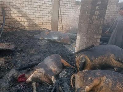 نفوق 12 رأس ماشية في حريق حظيرة مواشي بأسيوط