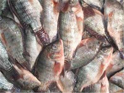 أسعار الأسماك اليوم 7 مايو بسوق العبور