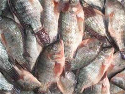 أسعار الأسماك اليوم 8 مايو بسوق العبور