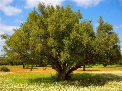 10 مايو.. اليوم الدولي لشجرة الأركان المغربية 