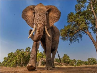 بـ«الأذن والذيل».. لغة «الفيلة» في التحية 