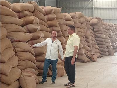 توريد 244 ألف طن منذ بدء موسم حصاد القمح بمحافظة المنيا