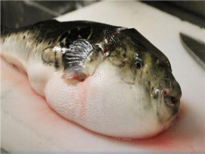 صحة دمياط تضبط 60 كيلو من سمكة الأرنب السامة قبل وصولها للمواطنين