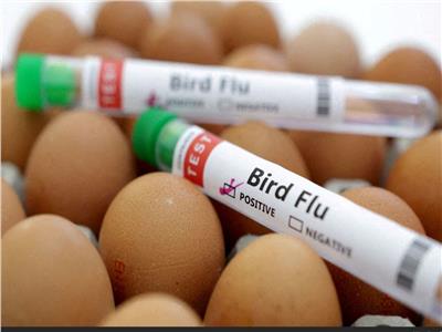 أول وفاة بشرية بسبب إنفلونزا الطيور.. منظمة الصحة العالمية تؤكد