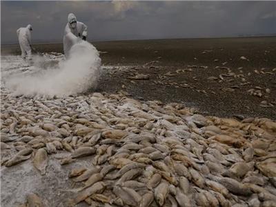 الأسماك النافقة تغطي سطح بحيرة في المكسيك بسبب الجفاف وموجة الحر
