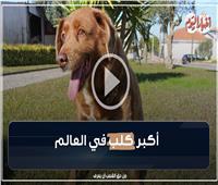 فيديوجراف | قصة الكلب «بوبي» أكبر كلاب العالم عمرًا 