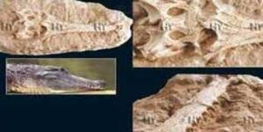 إكتشاف حفرية بكندا لتمساح يرجع تاريخه إلي 95مليون سنة 