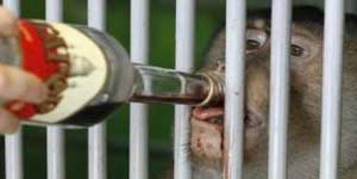 حديقة حيوان في روسيا تستعين بالنبيذ لتدفئة القرود 