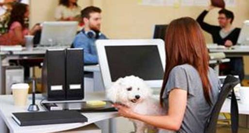 الكلاب قد تخفف من حدة التوتر العصبى أثناء العمل