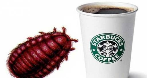 قهوة من الدود والحشرات تثير المخاوف