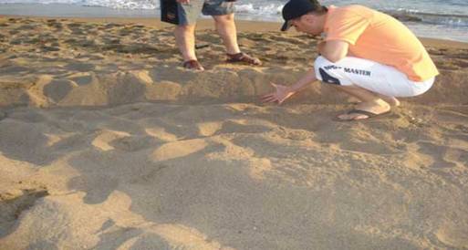 دراسة: الحواجز الرملية أفضل حماية لشواطئ الدلتا