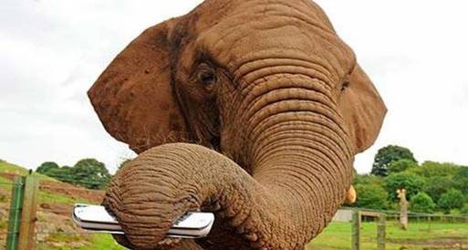 فيل يتعلم العزف على الهارمونيكا
