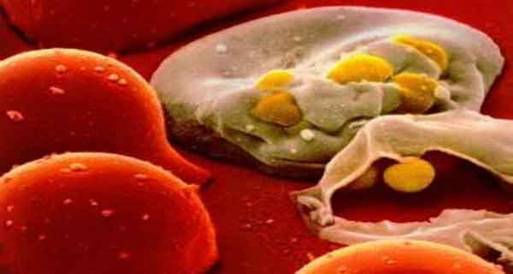 دراسة: الخلايا الجذعية للمتوفى تستمر 17 يوما بدون تلف