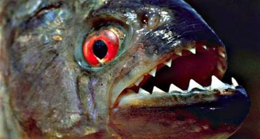  تناول الاسماك المفترسة يزيد من اخطار الاصابة بالازمات القلبية