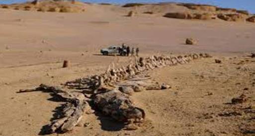 اكتشاف مجرى قديم لنهر النيل في صحراء الفيوم 