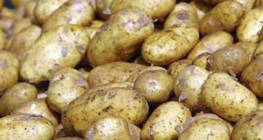 الولايات المتحدة ترفض البطاطس المصرية المزروعة بتقاوي أمريكية