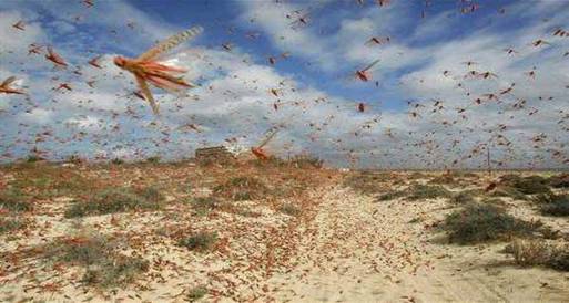 الزراعة تنتهي من مكافحة تجمعات الجراد الصحراوي بالبحر الأحمر