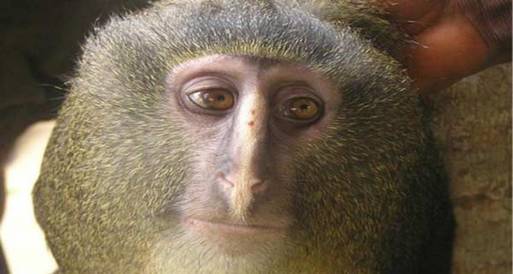 "ليزولا" فصيلة جديدة من القرود الإفريقية