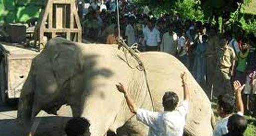الجابون: الصيادون قتلوا 11 ألف فيل منذ عام 2004
