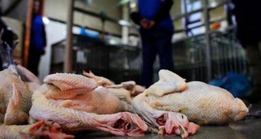 ارتفاع حالات الإصابة بأنفلونزا الطيور في الصين إلى 24 شخصا