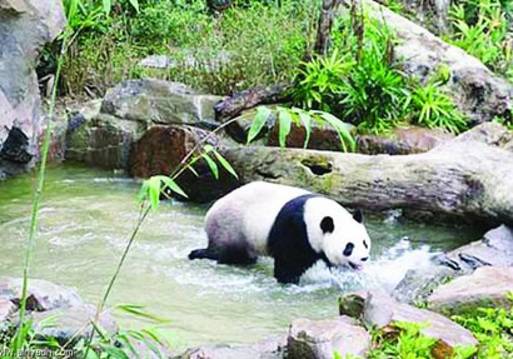 الباندا العملاقة "يوان يوان"
