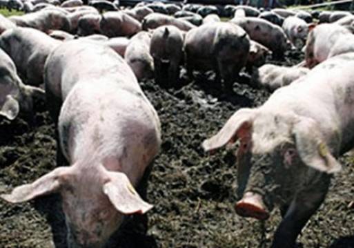 حالة وفاة واحدة بالغربية بسبب الخنازير رغم عدم وجود حظائر بالمحافظة