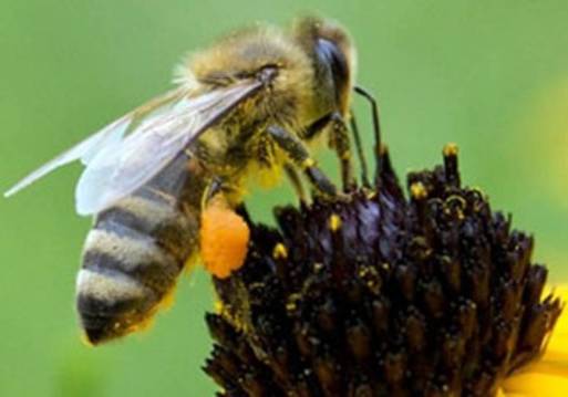 أنواع النحل الطنان - صورة موضوعية