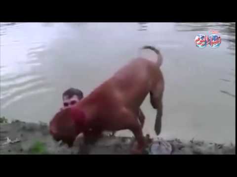 شاهد رد فعل كلب عندما ظن ان صاحبه يغرق 