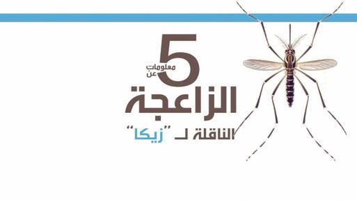 الحشرة الزاعجة المصرية الناقلة لفيروس زيكا الذي ظهر في ٢٢ دولة