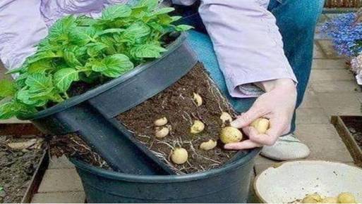 زراعة البطاطس في المنزل