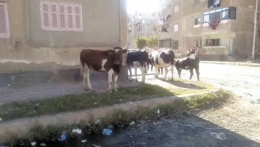البقر يسير بحرية فى شوارع بورسعيد