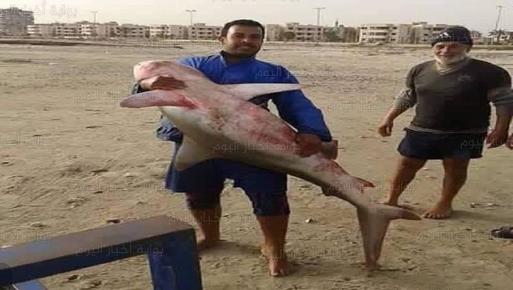 أسماك القرش ظهرت بالبحر المتوسط ببورسعيد