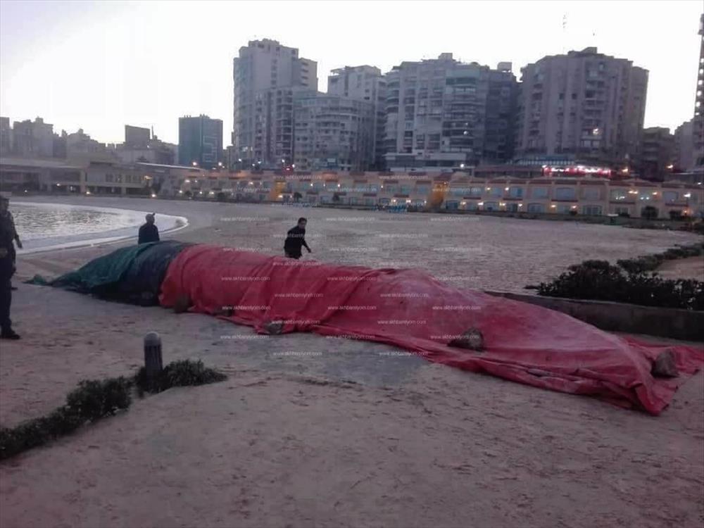 الحوت النافق بشواطئ الإسكندرية