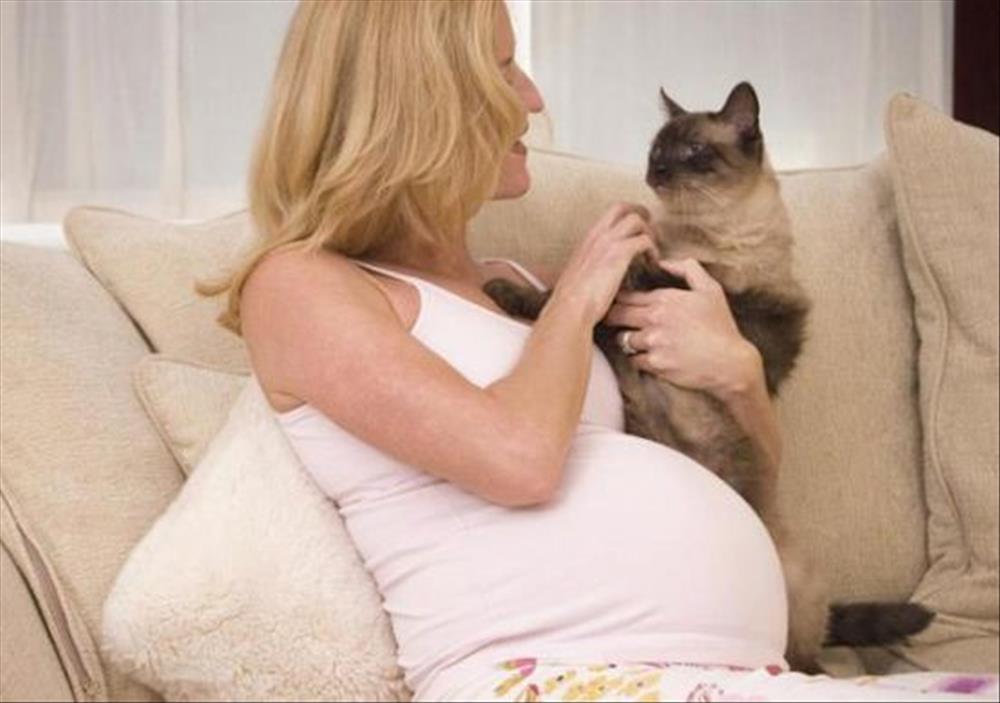 «الحمل والقطط».. الوقاية خير من العلاج