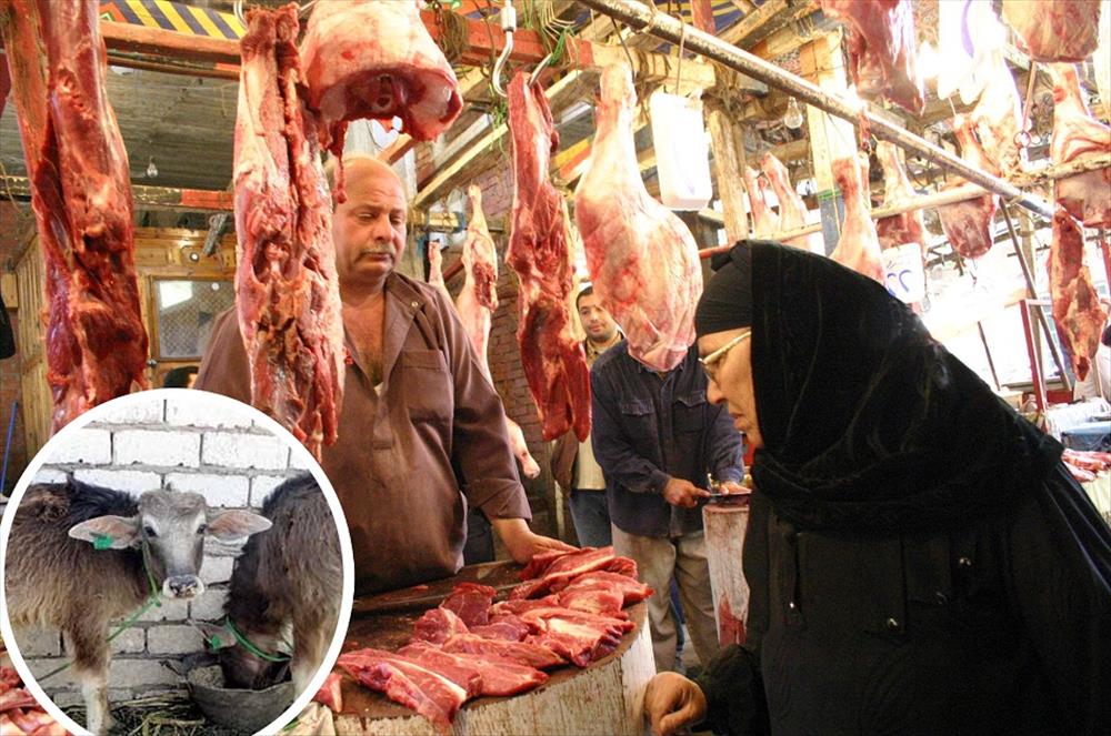 مشروع البتلو يساهم في خفض أسعار اللحوم
