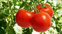 «الزراعة» تصدر توصياتها لمزارعي الطماطم خلال فبراير المقبل