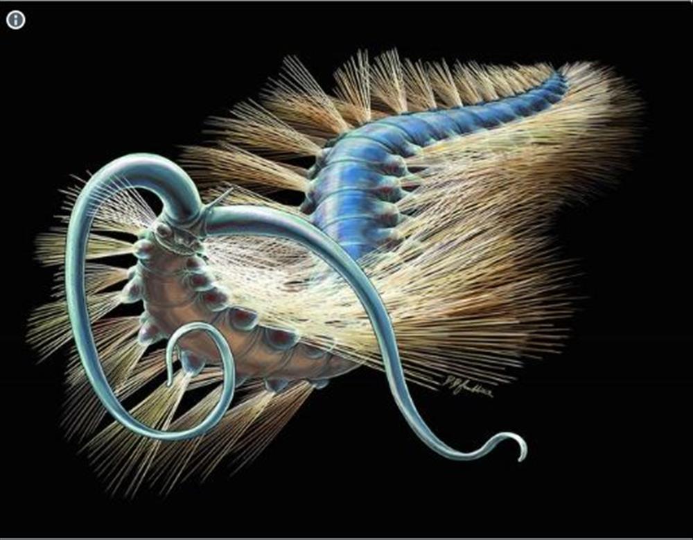 الدودة الغريبة المكتشفة في قاع البحر