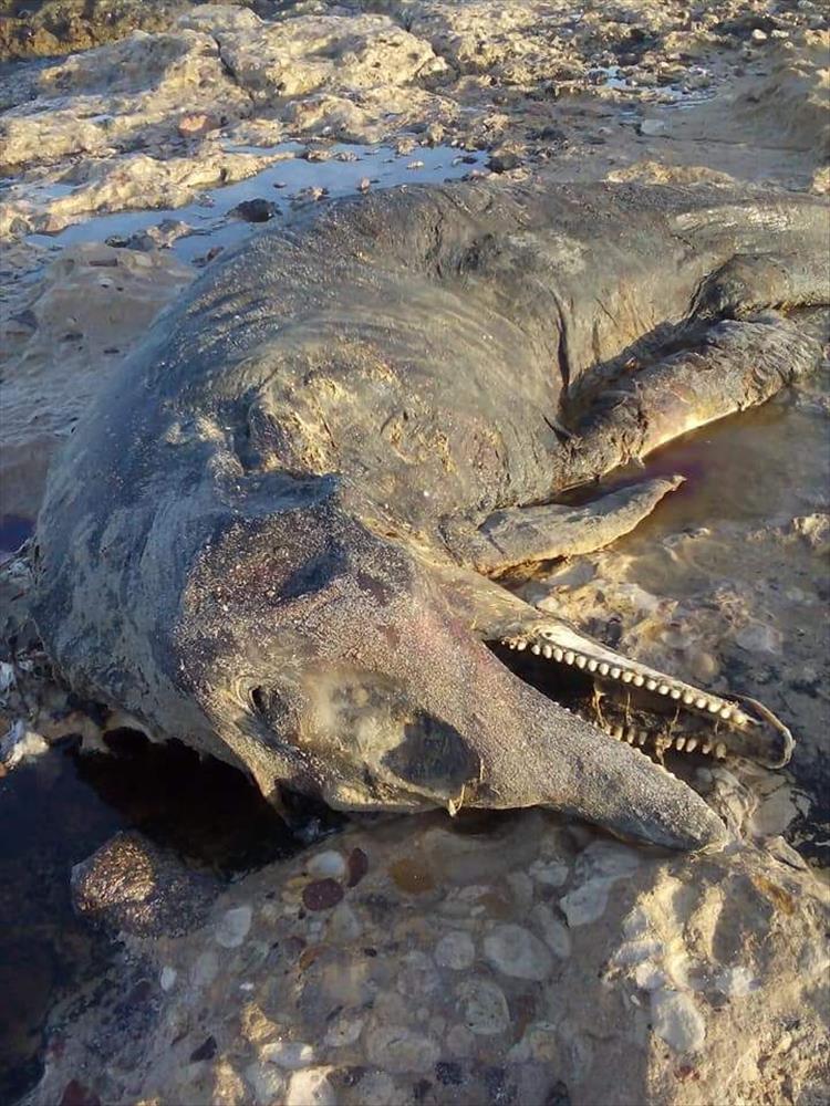 محميات البحر الاحمر :الكائن البحرى الغريب الذى تم العثور علية هو القاتل الكاذب