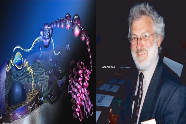 جون سولستون - لغز الجينوم البشري