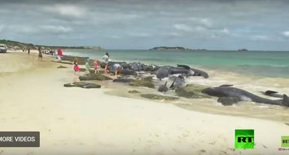 انتحار جماعي للدلافين على شاطئ أسترالي