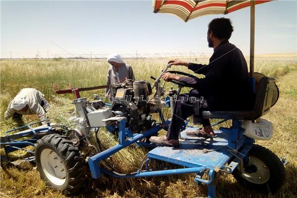 مزارعو الوادي الجديد: توحيد سعر توريد القمح غير عادل للمحافظات الحدودية