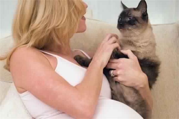وسائل الإصابة بجرثومة الحمل أو القطط 