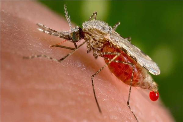  تحذيرات من كارثة ملاريا تهدد العالم