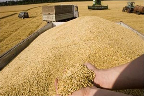 وزير التموين: 5.5 مليار جنيه تكلفة توريد القمح خلال 15 يوما