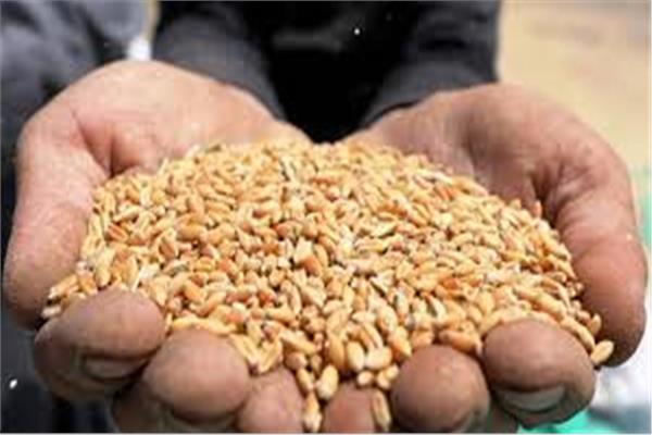 تموين المنيا : استلام 162 ألف 582 طن من القمح
