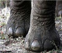 أرجل الفيل تستشعر الهزات الأرضية الصغيرة