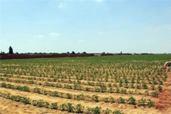 «الزراعة» تطرح 31 قطعة أرض للبيع في المزاد العلني بـ 6 محافظات