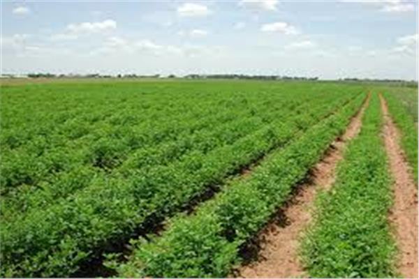 «الزراعة» تطلق تطبيقاً عبر «المحمول» للإنذار المناخي المبكر 